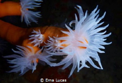 Hidden patterns in orange coral by Erna Lucas 